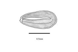   Embryo:   Lepidium schinzii ; Illustration by K. Parker, Kirkbride et al. (2006)
